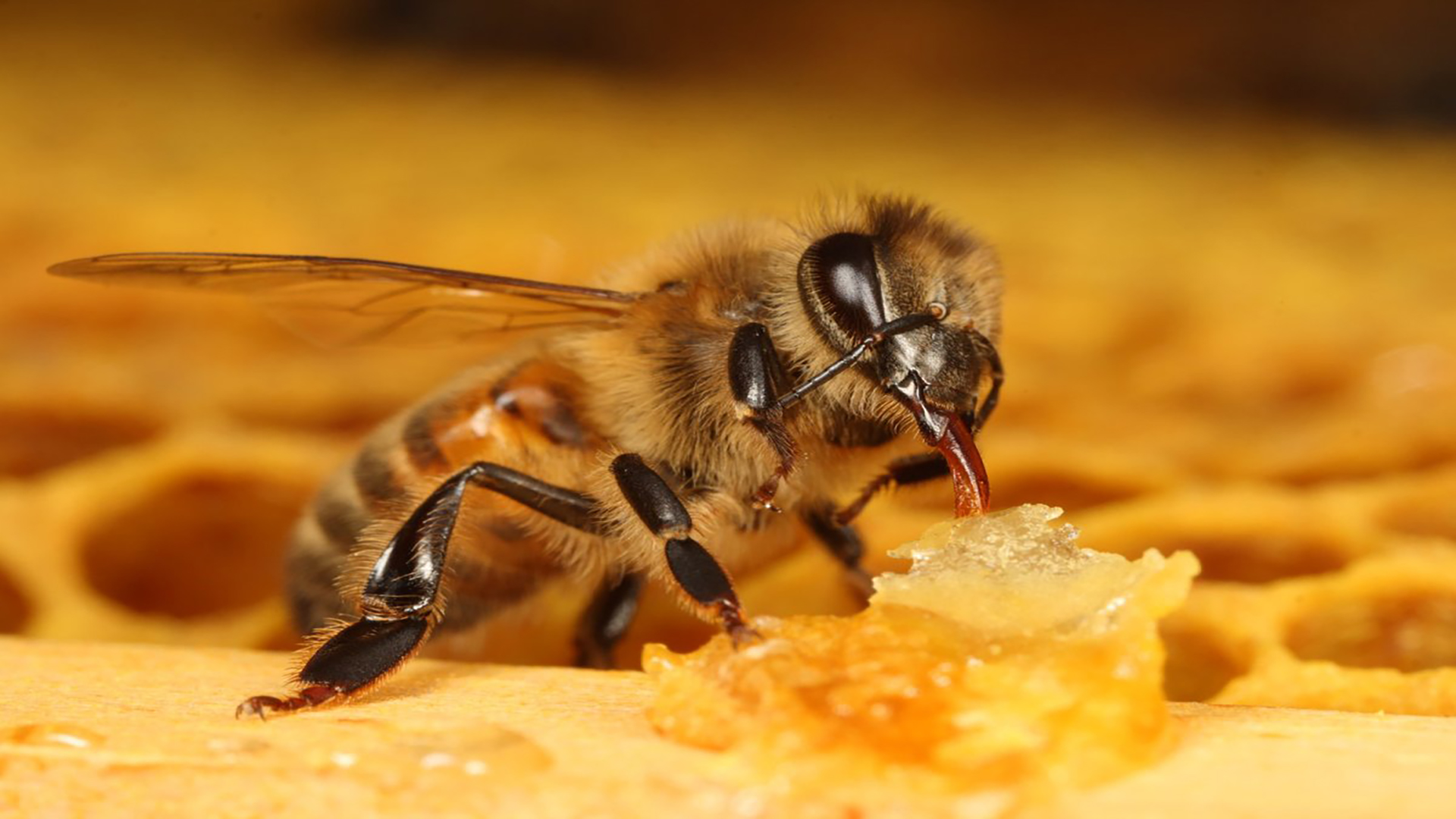 Пчеловодство апитерапия. Мандибулы пчелы. Яд пчелы. Пчелиный яд апитерапия.