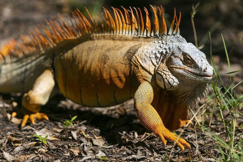 Hati-hati, Iguana di Amerika Sekarang Lebih Tahan Dingin