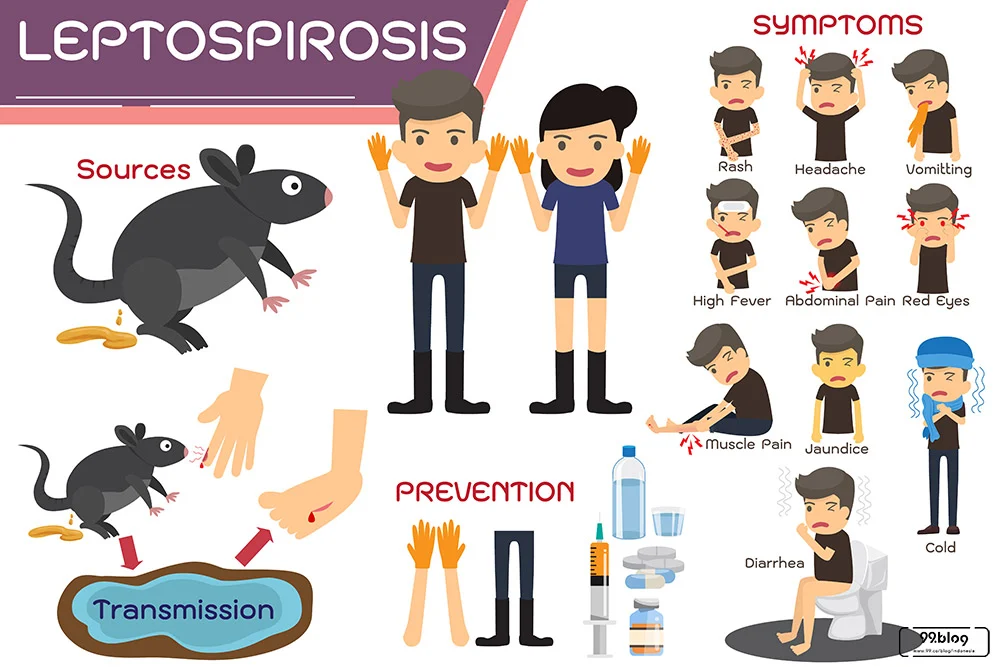 Leptospirosis-2.webp