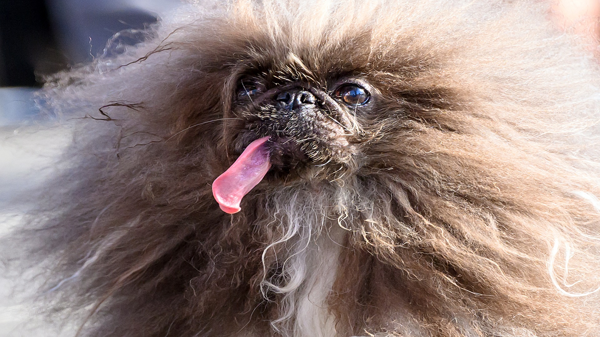 Kontes Anjing Terjelek di Dunia Berhadiah US$5.000